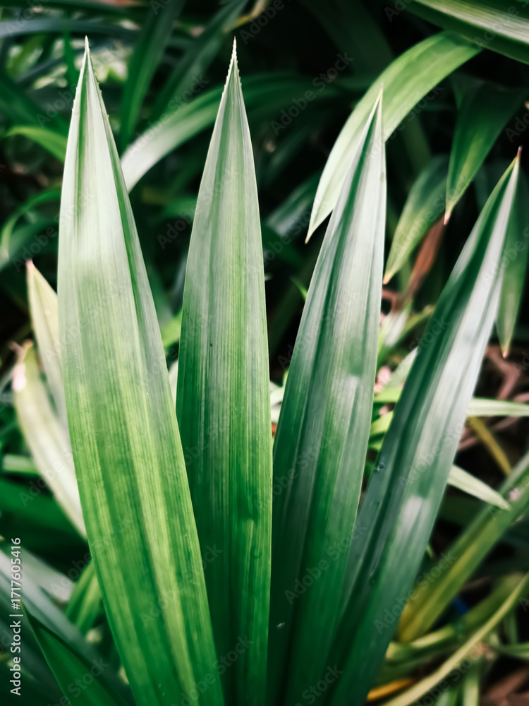Obraz premium Close-up view of vibrant green pandan leaves, showcasing their long, slender, and pointed shapes with visible parallel veins.