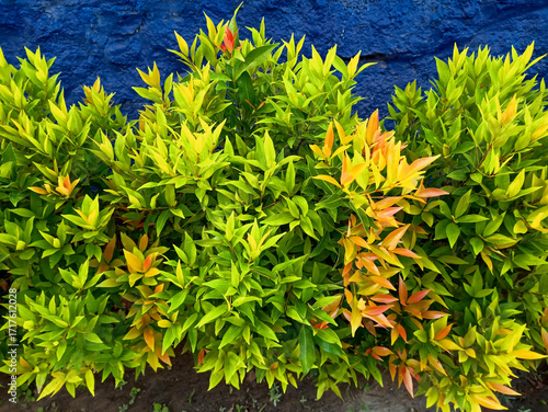 Vibrant foliage of a Syzygium plant with striking red, orange, and green leaves captured in a garden setting. The fresh and colorful leaves create a lively and natural texture, often found in tropical
