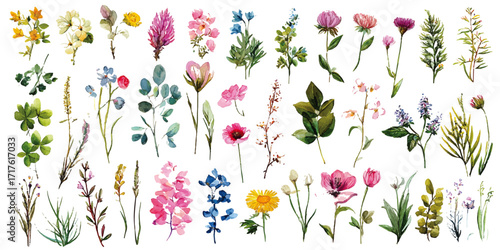 Colorful Watercolor Flower Patterns & Decorative Elements