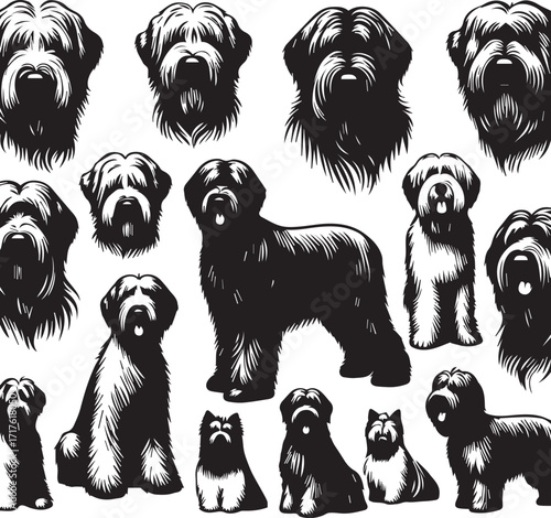 Briard Dog in Black and White – Elegant French Herding Breed Photography