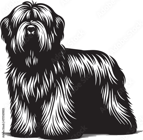 Briard Dog in Black and White – Elegant French Herding Breed Photography