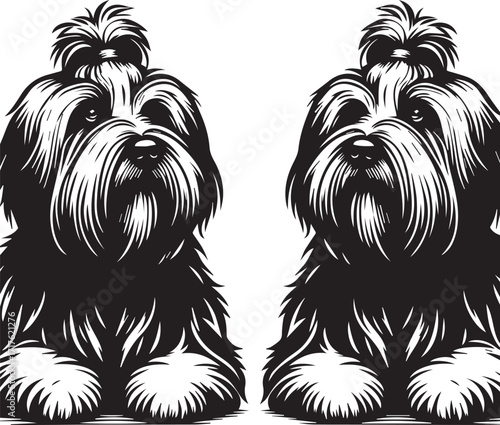 Briard Dog in Black and White – Elegant French Herding Breed Photography
