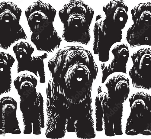 Briard Dog in Black and White – Elegant French Herding Breed Photography