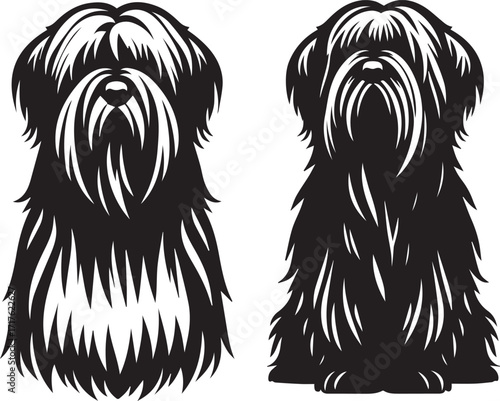 Briard Dog in Black and White – Elegant French Herding Breed Photography