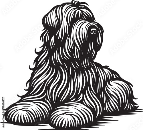 Briard Dog in Black and White – Elegant French Herding Breed Photography