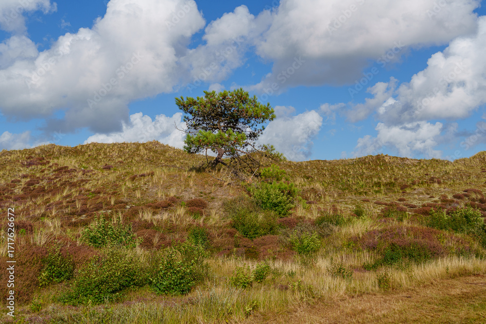 Obraz premium Spätsommer auf Vlieland