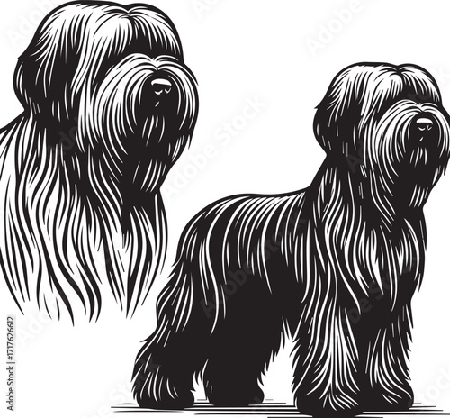 Briard Dog in Black and White – Elegant French Herding Breed Photography