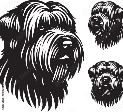 Briard Dog in Black and White – Elegant French Herding Breed Photography