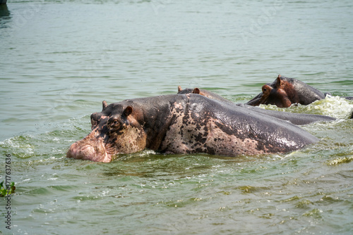 Nilpferd mit Pigmentstörung