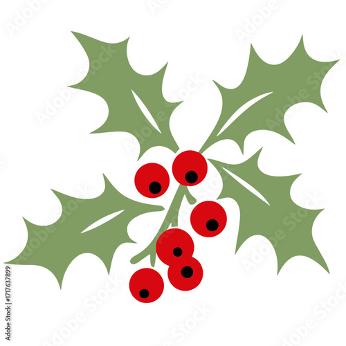 Illustration of holly leaves and red berries isolated on a white background for christmas decoration