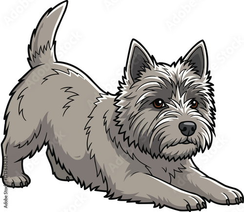 Cairn Terrier dog playful bow pose cute vector illustration