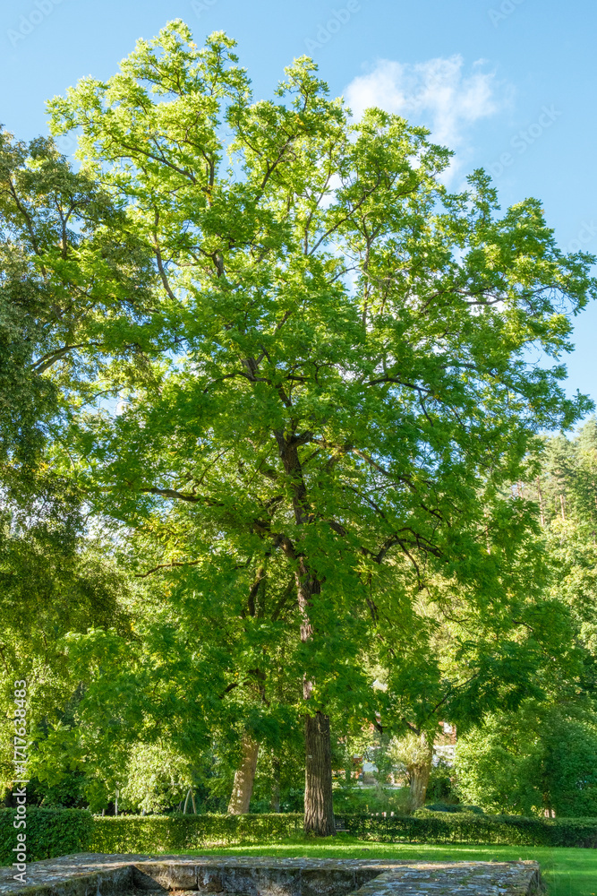 Fototapeta premium Juglans nigra Schwarznuss Habitus