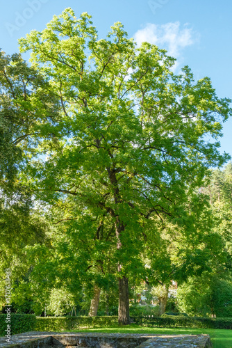 Juglans nigra Schwarznuss Habitus