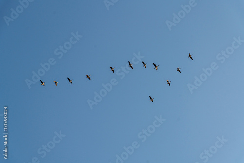 Schwarm von Graugänsen