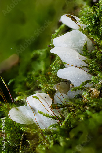 Zitterzahn (Pseudohydnum gelatinosum)