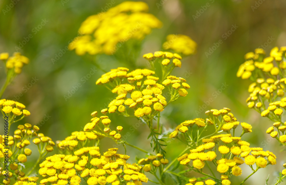 Obraz premium Bunch of yellow flowers with green stems