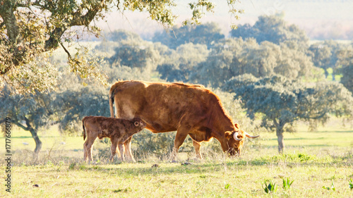 Charolais cow with calf in spanish stone oak forest 059

