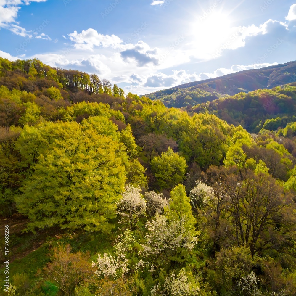 Fototapeta premium Springtime forest vista