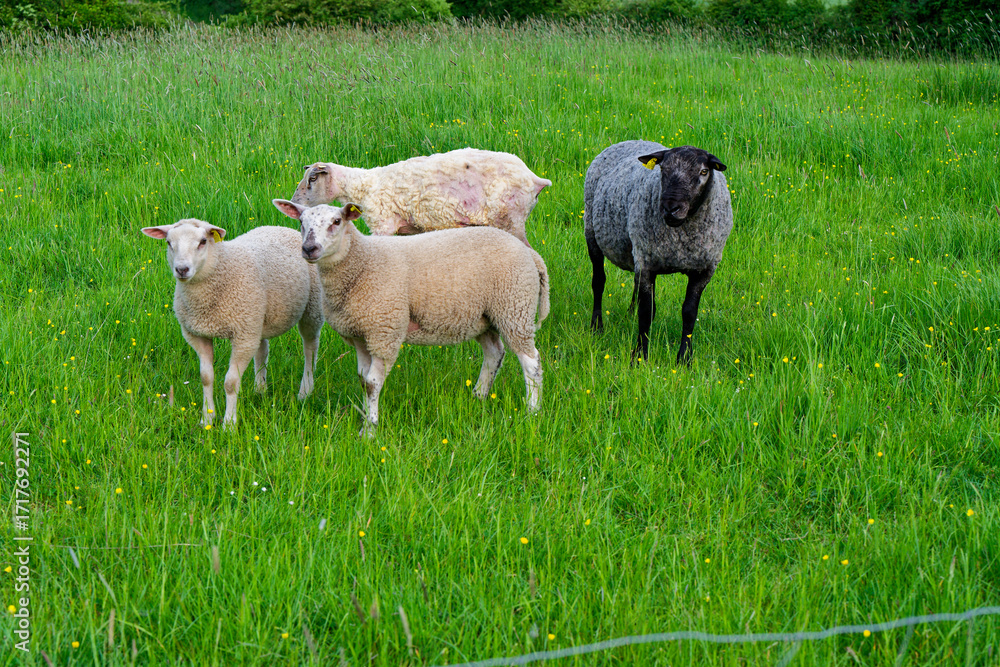 Fototapeta premium Four sheep on a yellow flower meadow with a black headed ewe