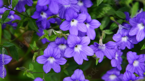 Blossoms of Spring: Various flowers