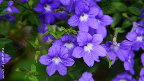 Blossoms of Spring: Various flowers