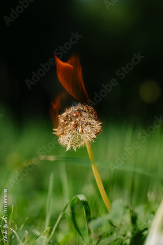 Burning Dandelion Against Green Background. A striking shot of a dandelion burning with fire, captured outdoors against green grass and blurred light.