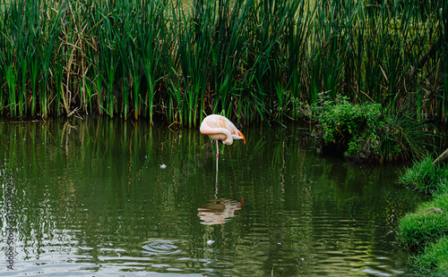 Flamingo Standing Among Green Reeds. Pink flamingo standing on one leg in the water, surrounded by tall reeds, with reflection on the pond surface.