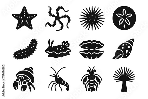 Clam reef urchin dollar icon vector star icons giant coral sand brittle