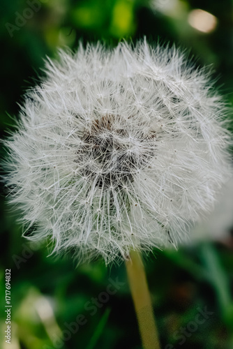 Fluffy Dandelion in Summer Garden.  Macro of a white dandelion with delicate seeds, captured in natural light against a green background.