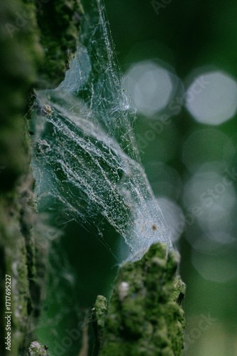 Spider Web on Moss-Covered Tree Bark. Macro photo of a delicate spider web stretched across moss-covered tree bark in forest shade.