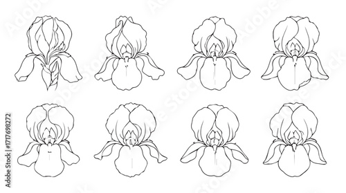 Set of eight hand drawn iris flower bud stages line art botanical sketch collection silhouette