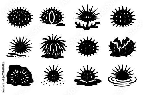 Small vector coral broken juvenile crevice burrowing urchin shell icon sea