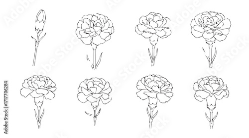Detailed medical line art of human brain anatomy showing different views and cross-sections silhouette
