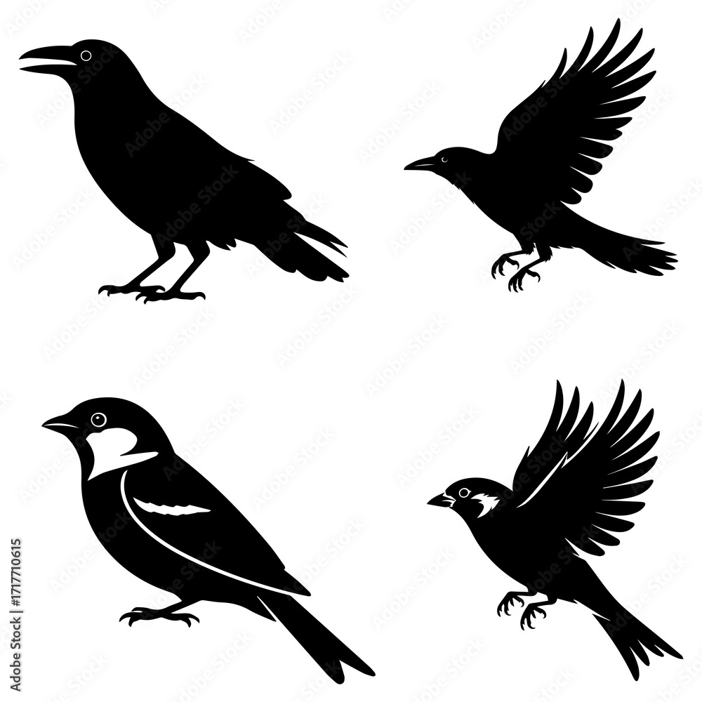 Fototapeta premium Flying Crow / Raven Silhouette Set