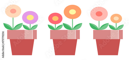 Illustration of three potted plants with round flowers, in color. Ideal for gardening, flower beds, seasonal decoration, and educational use.