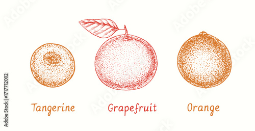Tangerine, grapefruit and orange whole fruit collection. Ink doodle drawing in woodcut style