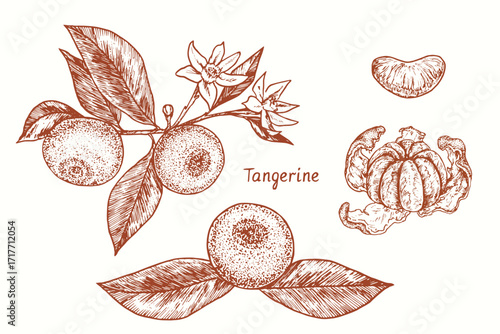 Tangerine collection, twig with leaves, flowers and fruits, peeled fruit, whole and part.  Ink  doodle drawing in woodcut style