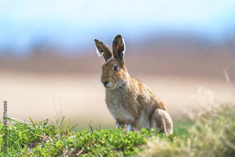 Naklejka premium Ezo Mountain Hare in Biei Hills, Hokkaido, Japan, Spring Landscape
