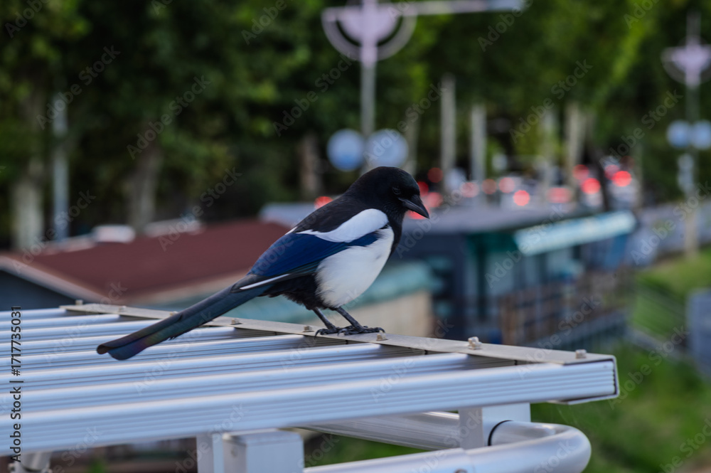 Fotografie Magpie on the railing