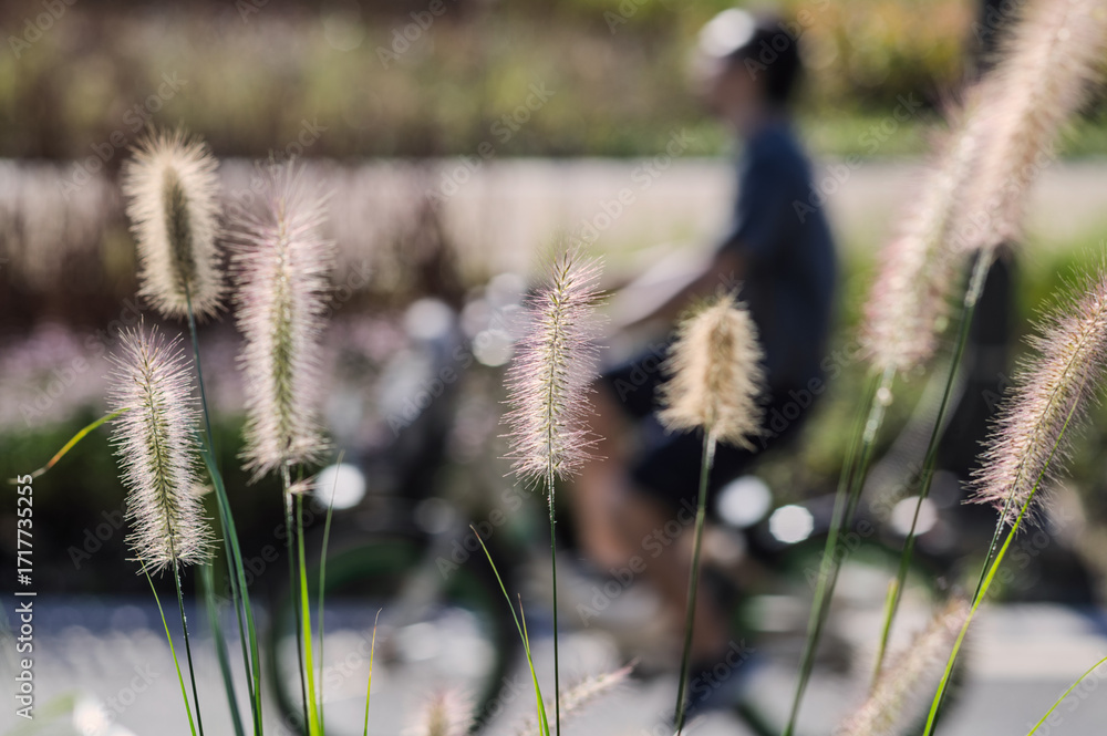 Ταπετσαρία foxtail by the riverside