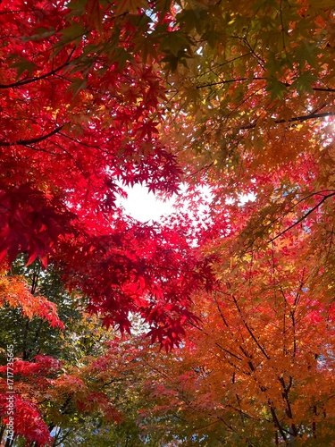 red maple leaves