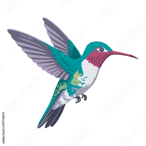 Colorful Hummingbird Vector Illustration Isolated on White Background