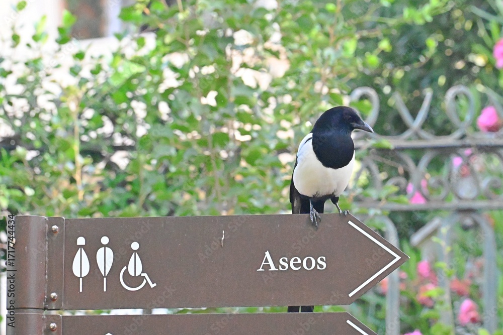 Φωτογραφία a magpie (Pica pica) – an intelligent and curious bird of the crow family