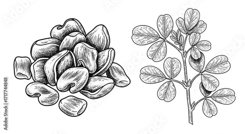 Fenugreek Trigonella foenum-graecum– handdrawn black-and-white Fenugreek seeds and leaf sketch. Engraving vector