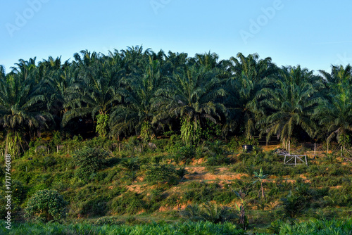 Wallpaper Mural view of palm oil plantation. endless palm groves for palm oil production along the roads around Terengganu, Malaysia. Number 1 palm oil producer country. 
 Torontodigital.ca
