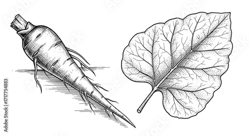 Burdock Arctium lappa – Burdock root and leaf sketch. Engraving vector illustration.