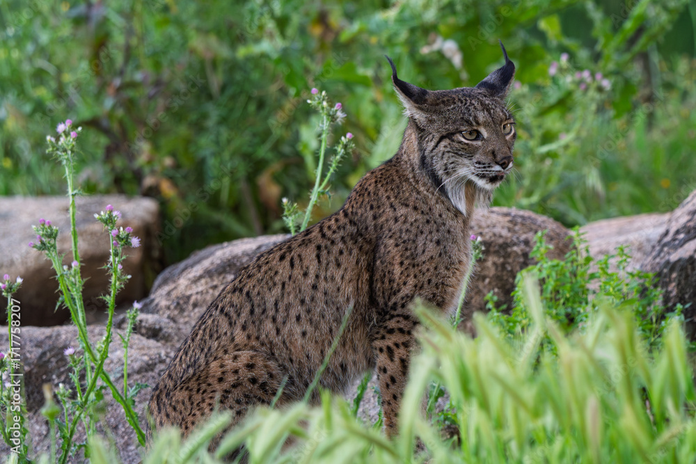 Obraz premium Calm Iberian Lynx Sitting Amongst Wildflowers