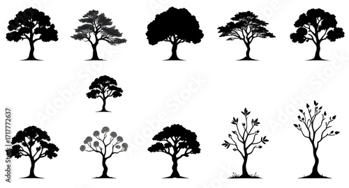 tree silhouette, cedar tree silhouette, birch tree silhouette, maple tree silhouette, tree branches silhouette, tropical tree silhouettes, conifer tree silhouettes, deciduous tree silhouettes, jungle 