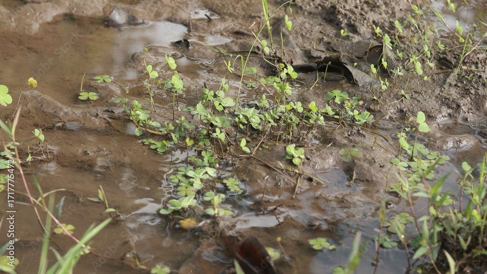 Fotografie a mud of ricefield