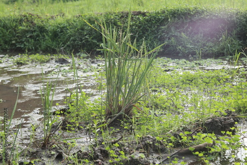 green rice field
